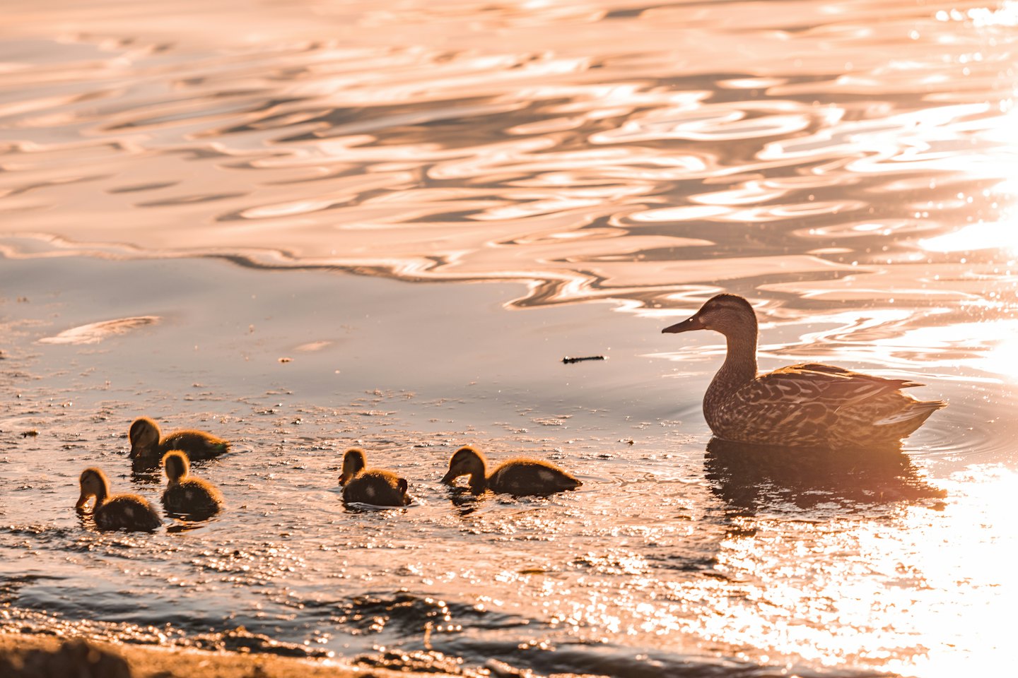 A mother duck swims with her ducklings in the pond.