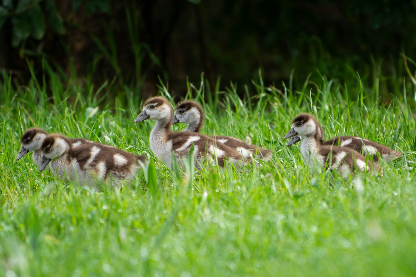 Five brown and white ducklings walk through lush green grass.