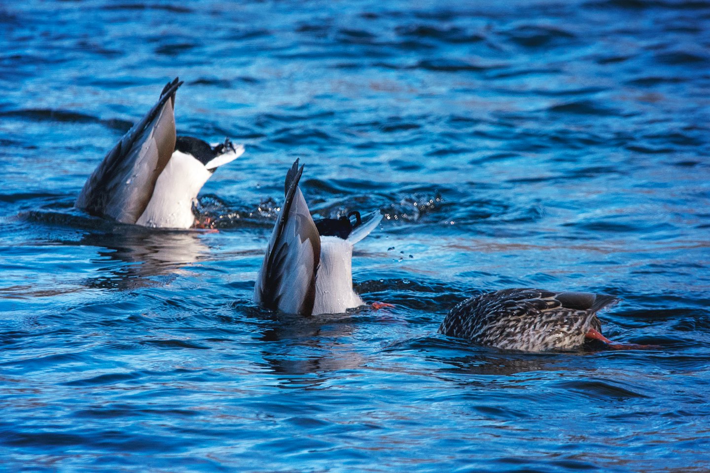Three ducks foraging in rippling blue water.