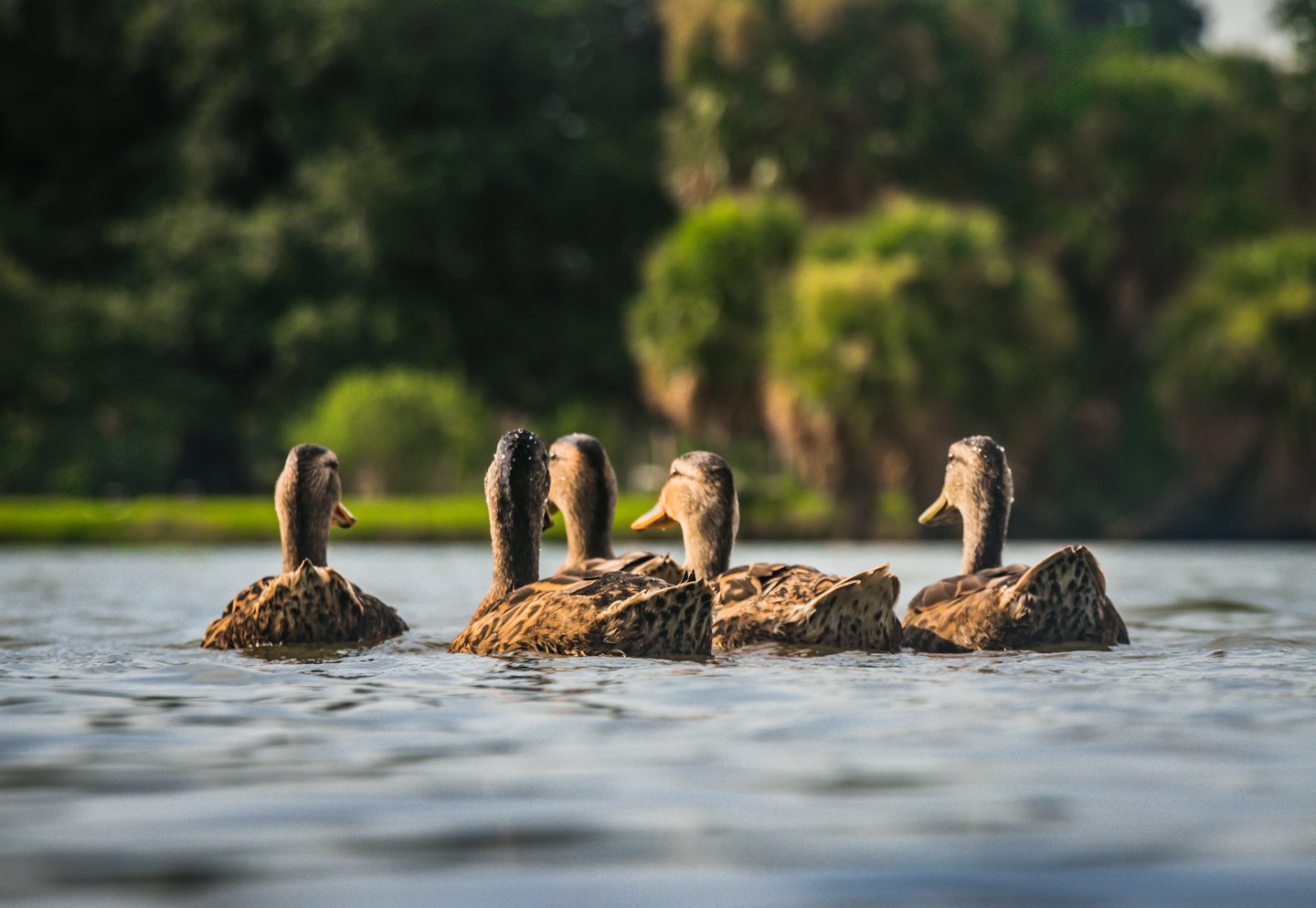 Brown ducks swim together in a calm pond.