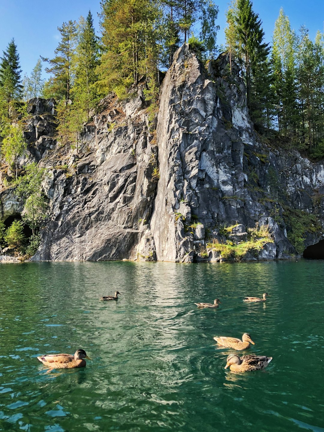 Brown ducks swim together in a lake bordered by cliffs.