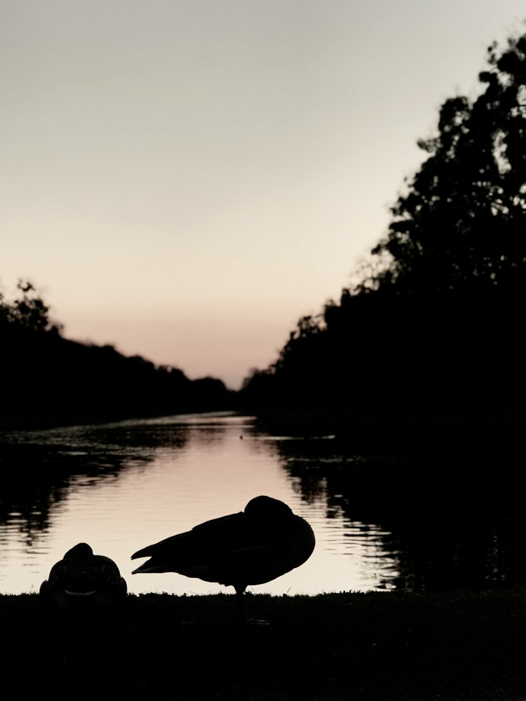 Two ducks resting on a grassy riverbank near trees.