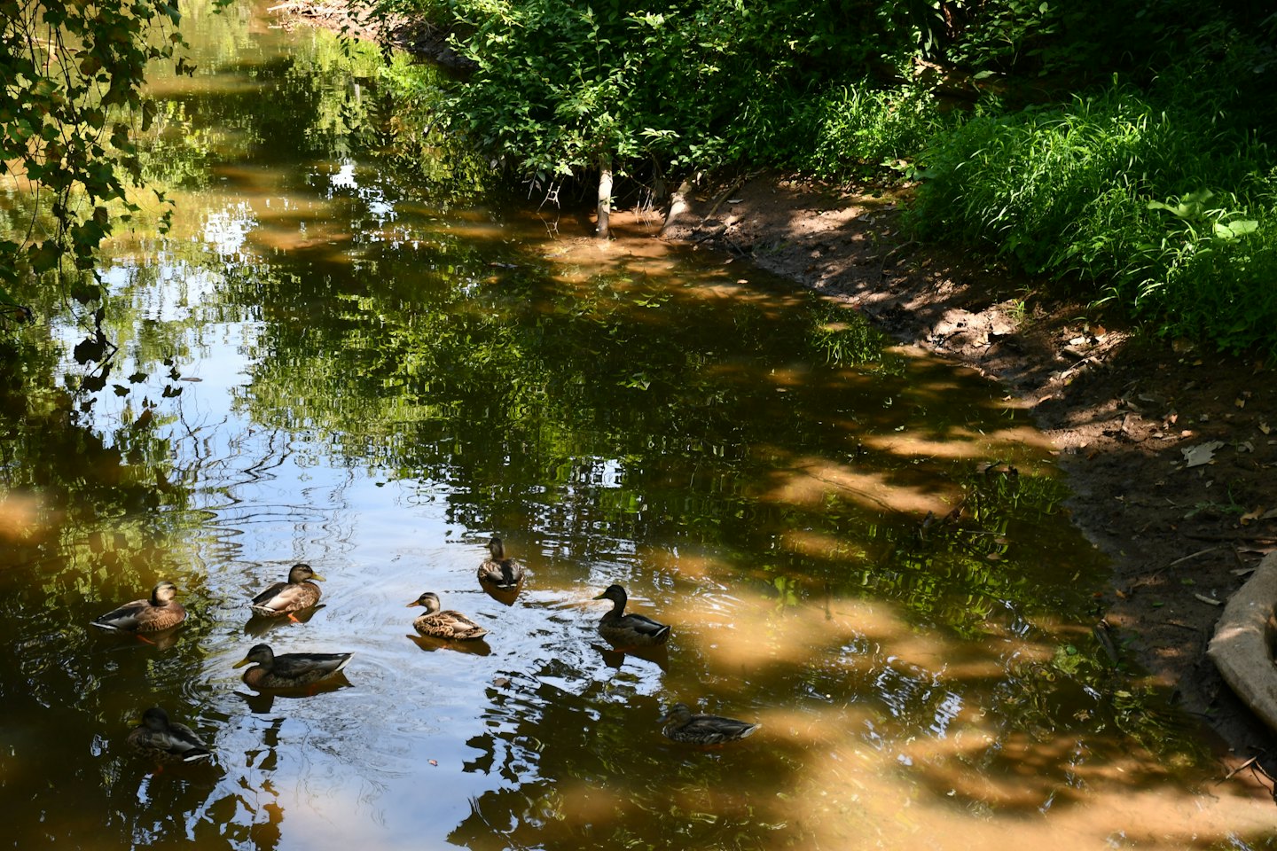 A flock of wild ducks swims through a shallow stream.
