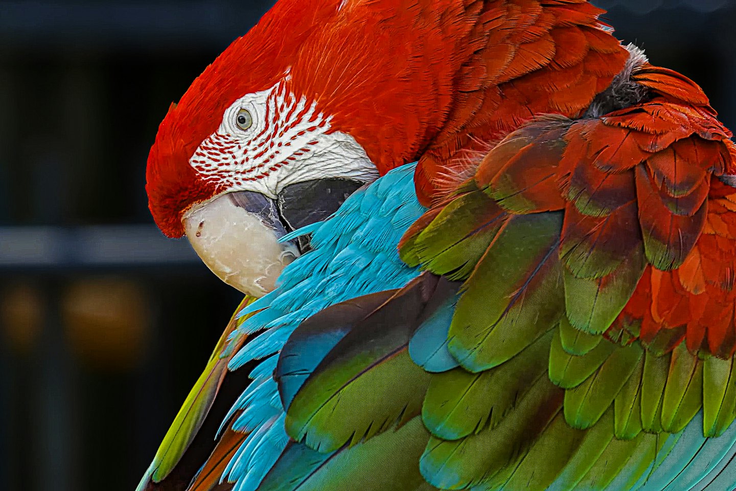 A colorful macaw preens its red and blue feathers.