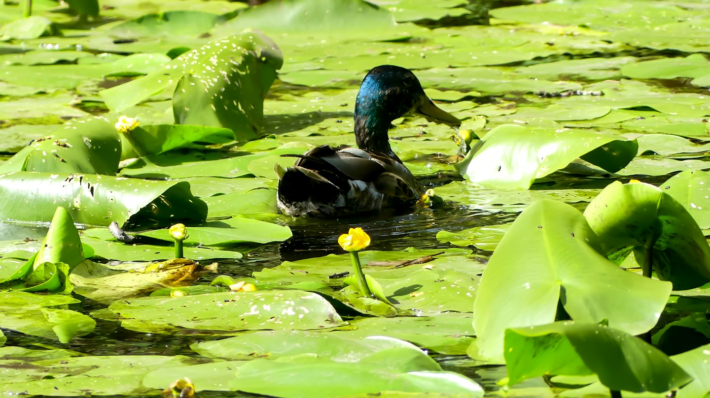 A male mallard duck swims past green lily pads.