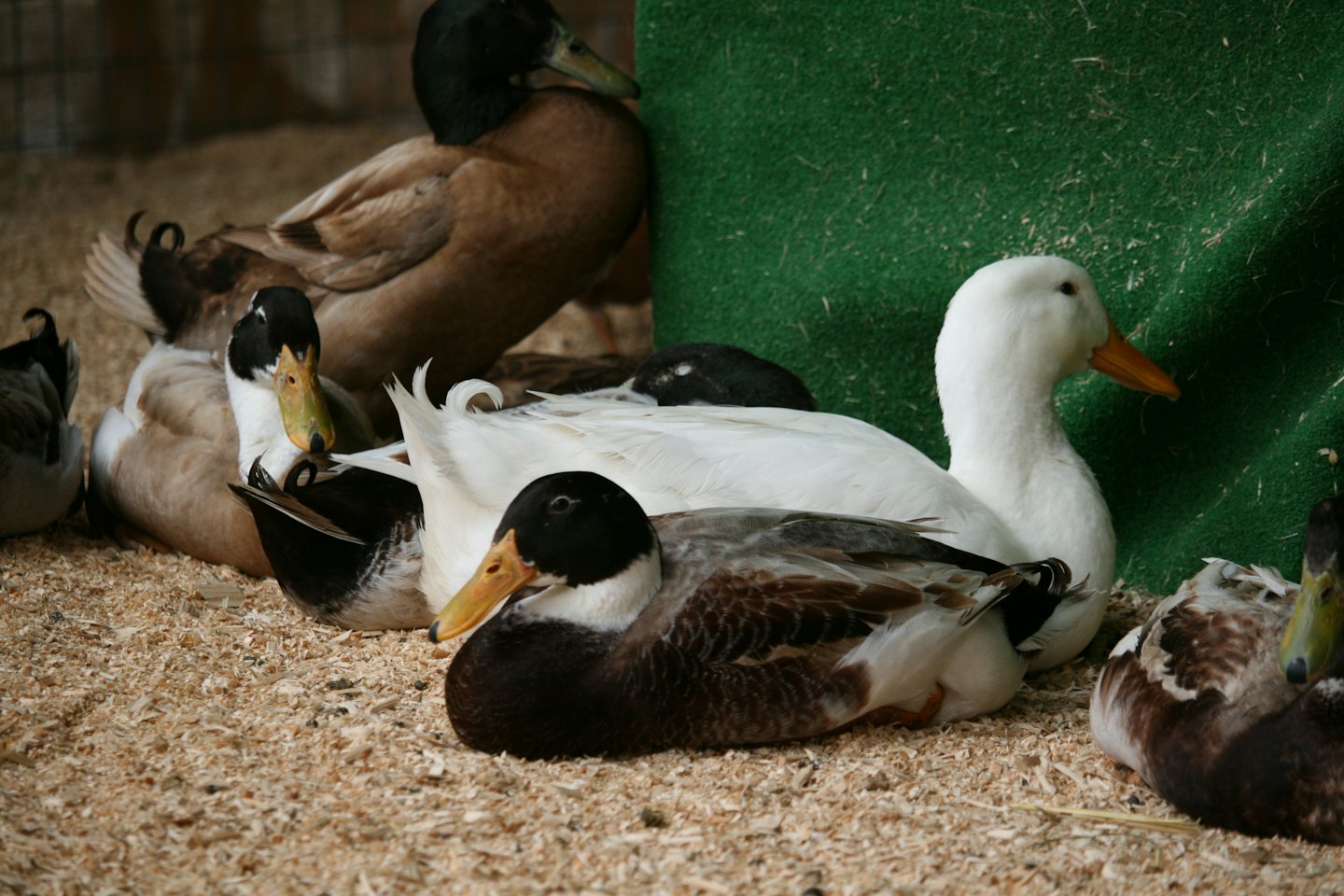 Ducks resting peacefully on wood shavings in an enclosure.