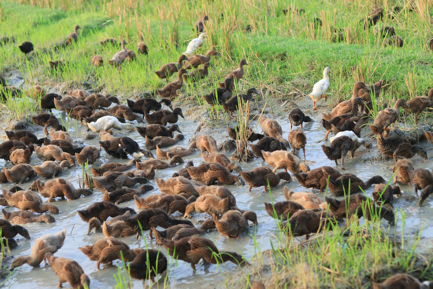 Ducks forage for food in a muddy rice paddy with heads underwater.