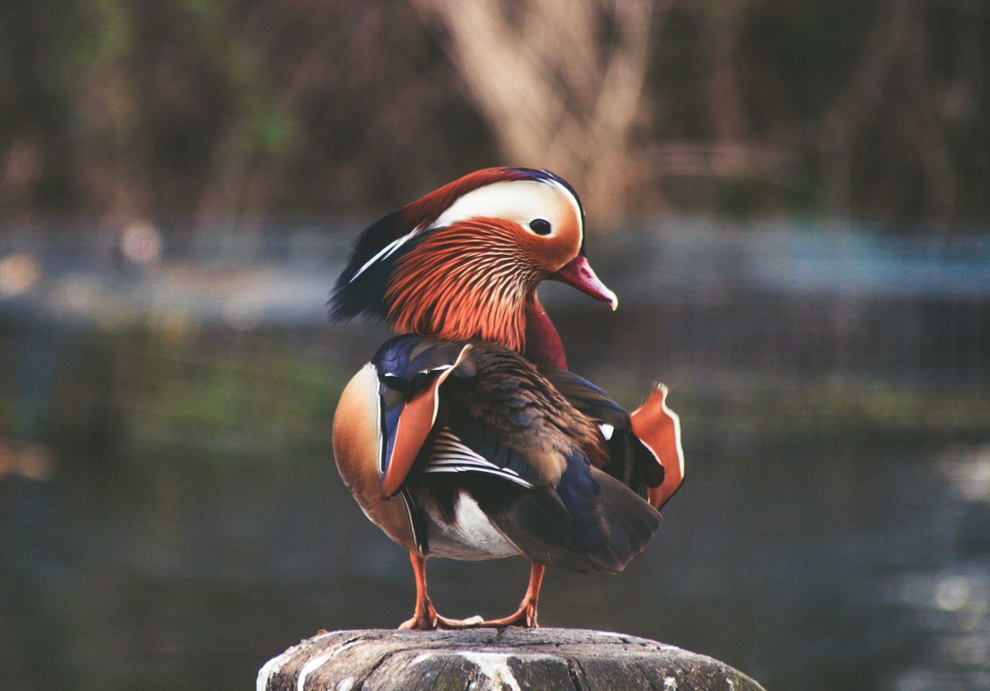 A mandarin duck stands on a weathered wooden post.