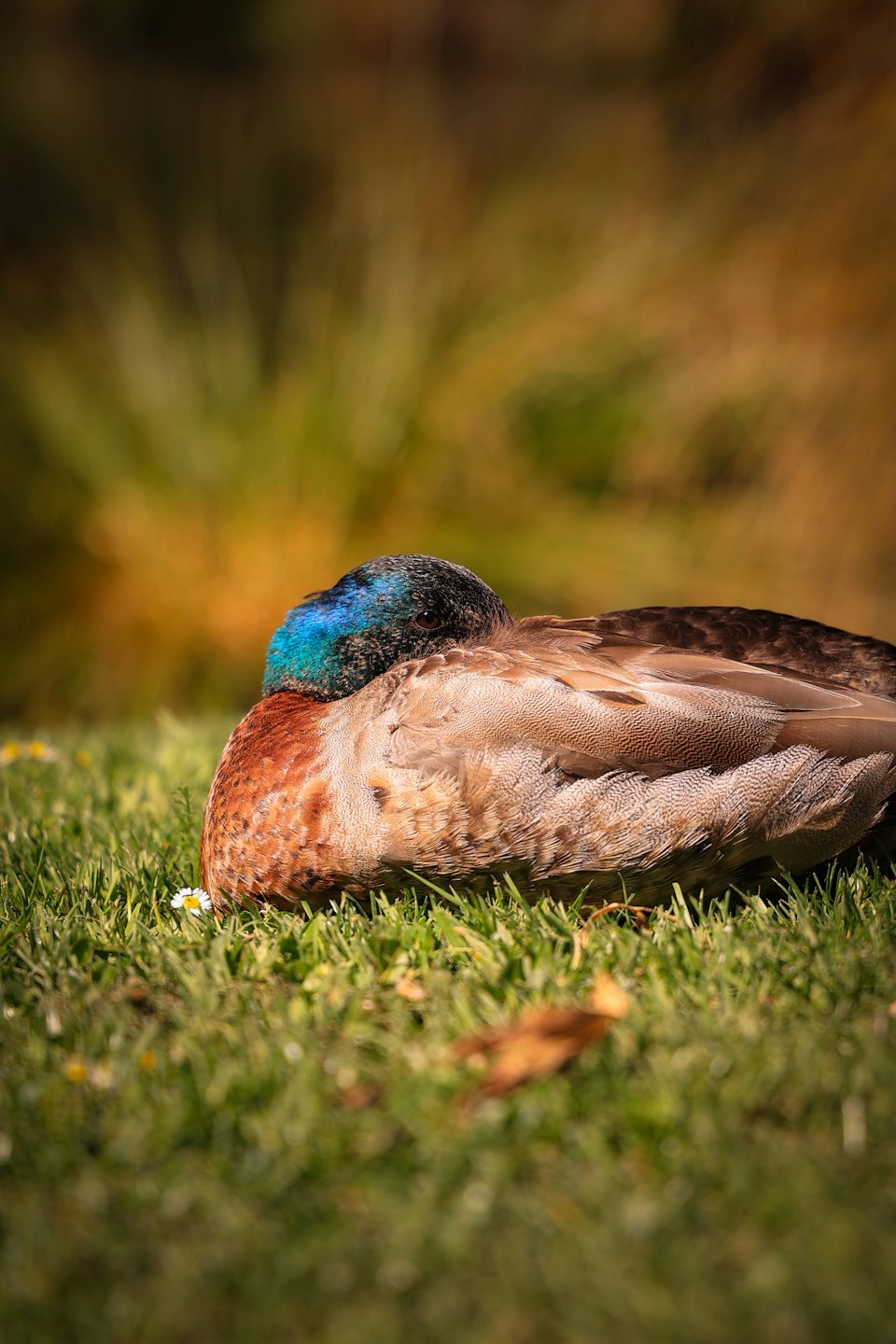 Mallard duck resting on green grass with head tucked.