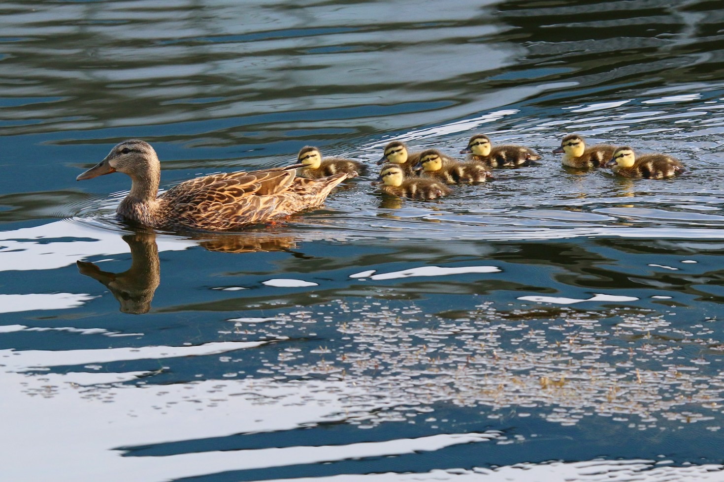 Como Montar um Lago Seguro Para Suas Aves