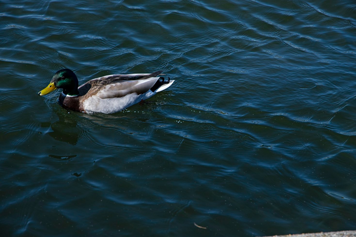 Guia de Alimentação: O Que Patos Podem Comer