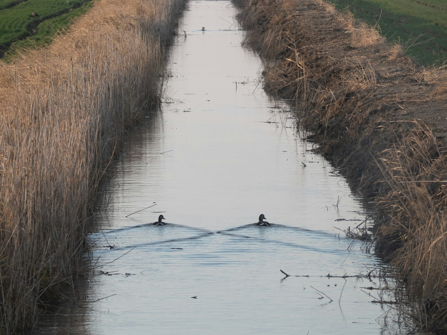 Entenda o Comportamento Natural dos Patos Domésticos
